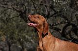 VIZSLA poil court 130